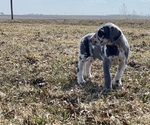 Small Photo #2 Great Dane Puppy For Sale in ROCKWELL CITY, IA, USA