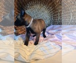 Small Photo #7 Belgian Malinois Puppy For Sale in FLAT ROCK, IL, USA
