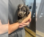 Puppy Skipper F2 Aussiedoodle