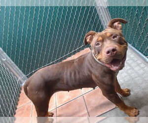 American Pit Bull Terrier Dogs for adoption in Downey, CA, USA