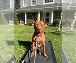 Small #9 American Pit Bull Terrier-Staffordshire Bull Terrier Mix