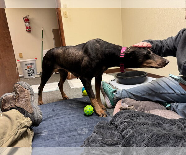 Medium Photo #12 Doberman Pinscher Puppy For Sale in Buffalo, MN, USA