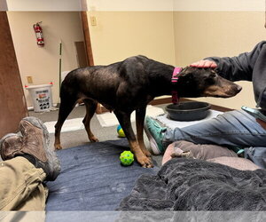 Nellie Adoption Pending! - Female Doberman Pinscher Dog for Adoption - Photo #12