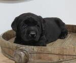 Small Photo #1 Labrador Retriever Puppy For Sale in MILLERSBURG, OH, USA