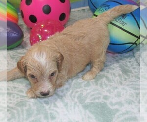 Wapoo Puppy for sale in RATTAN, OK, USA