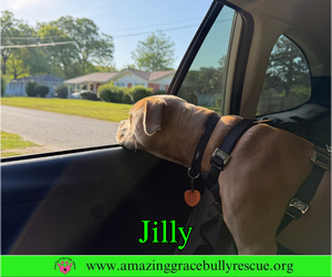 Jilly - Female American Pit Bull Terrier-Unknown Mix Dog for Adoption - Photo #11
