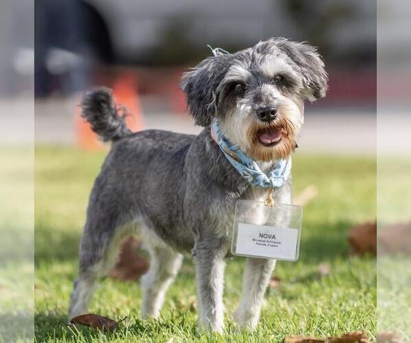 Medium Photo #16 Mutt Puppy For Sale in San Diego, CA, USA