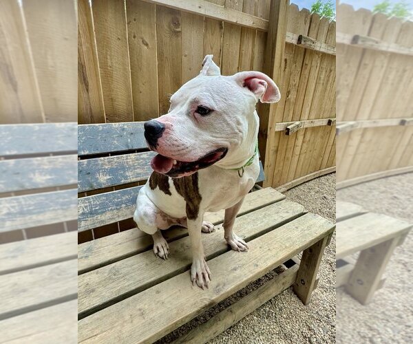 Medium Photo #8 Bullboxer Pit Puppy For Sale in Brewster, NY, USA