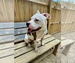 Small #7 Bullboxer Pit