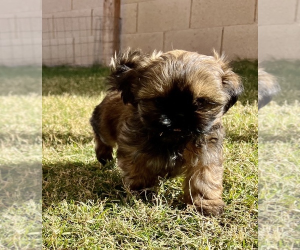 Medium Photo #2 Shih Tzu Puppy For Sale in MESA, AZ, USA