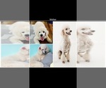 Small Photo #6 Poodle (Standard) Puppy For Sale in LEXINGTON, SC, USA