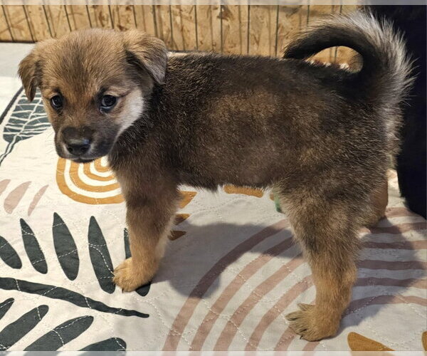 Medium Photo #2 Poodle (Miniature)-Unknown Mix Puppy For Sale in Olalla, WA, USA