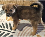Small #1 Poodle (Miniature) Mix