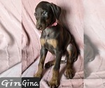 Small #1 Doberman Pinscher