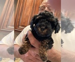 Small Photo #14 Poodle (Toy) Puppy For Sale in ARLINGTON HTS, IL, USA
