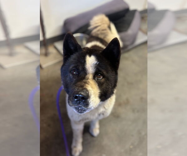 Medium Photo #1 Akita Puppy For Sale in Las Vegas, NM, USA