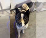 Small Akita
