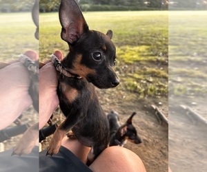 Chiweenie Puppy for sale in BUSH, LA, USA