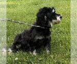 Small #2 Miniature Schnauzer Mix