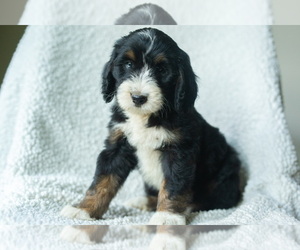 Medium Aussiedoodle-Bernedoodle Mix