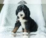Puppy Dionysus Aussiedoodle-Bernedoodle Mix