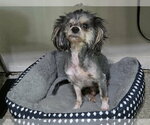 Small Photo #2 Poodle (Miniature)-Unknown Mix Puppy For Sale in Spring, TX, USA