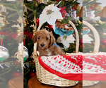 Small Photo #8 Goldendoodle Puppy For Sale in SAINT CLAIR SHORES, MI, USA