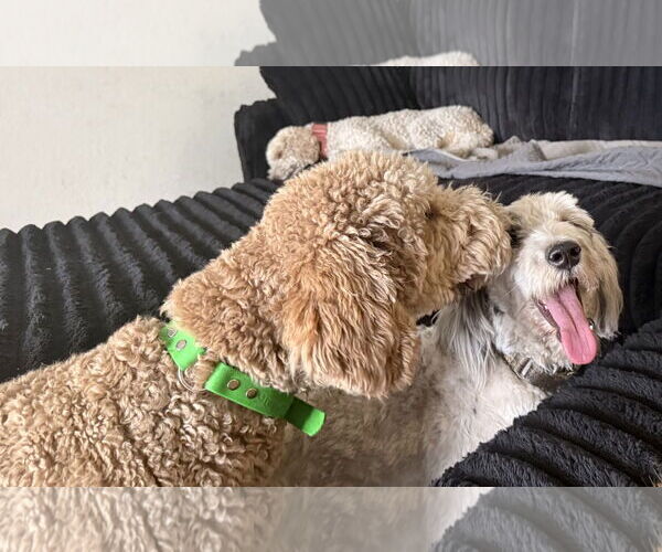 Medium Photo #4 Poodle (Standard)-Unknown Mix Puppy For Sale in Valrico, FL, USA