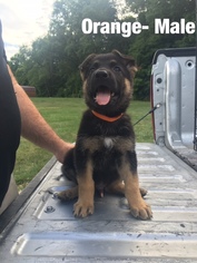 German Shepherd Dog Puppy for sale in NORTH VERNON, IN, USA
