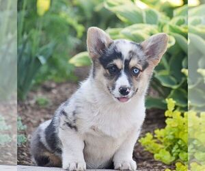 Pembroke Welsh Corgi Puppy for sale in DENVER, PA, USA