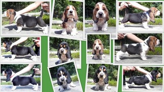 Basset Hound Puppy for sale in ROYAL CITY, WA, USA