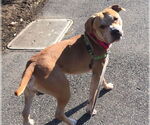 Small #7 American Pit Bull Terrier Mix