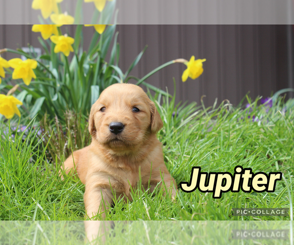 Medium Photo #7 Golden Retriever Puppy For Sale in MIDDLEBURG, PA, USA