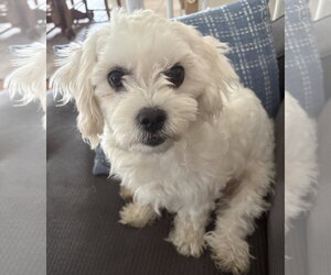 Maltese Dogs for adoption in Sandy, UT, USA