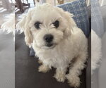 Briella - Female Maltese Dog for Adoption - Small photo