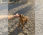 Small Photo #85 Rhodesian Ridgeback Puppy For Sale in MORONGO VALLEY, CA, USA