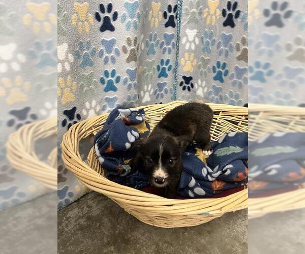 Medium Photo #1 Chihuahua Puppy For Sale in Rosenberg, TX, USA