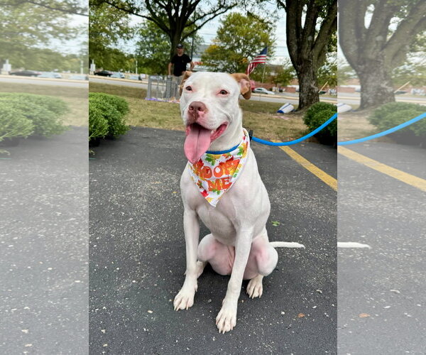 Medium Photo #14 American Pit Bull Terrier-Unknown Mix Puppy For Sale in Germantown, OH, USA