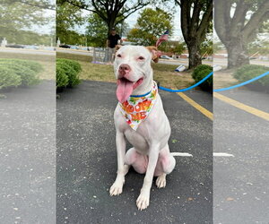 Senene - Female American Pit Bull Terrier-Unknown Mix Dog for Adoption - Photo #14