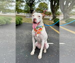 Small #13 American Pit Bull Terrier Mix