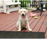 Small #1 Labrador Retriever