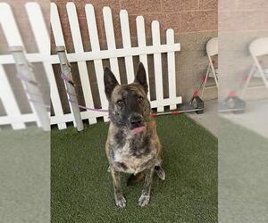 Mutt Dogs for adoption in Modesto, CA, USA