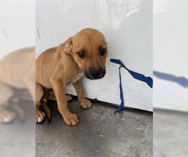 Medium Photo #1 American Pit Bull Terrier-German Shepherd Dog Mix Puppy For Sale in Stockton, CA, USA