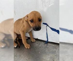 American Pit Bull Terrier-German Shepherd Dog Mix Dogs for adoption in Stockton, CA, USA