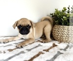 Small #1 Pug
