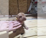 Small #8 American Pit Bull Terrier