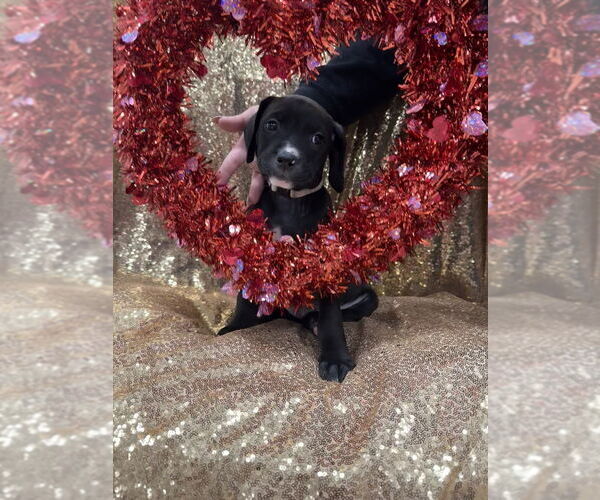 Medium Photo #3 Golden Retriever-Unknown Mix Puppy For Sale in Wenonah, NJ, USA