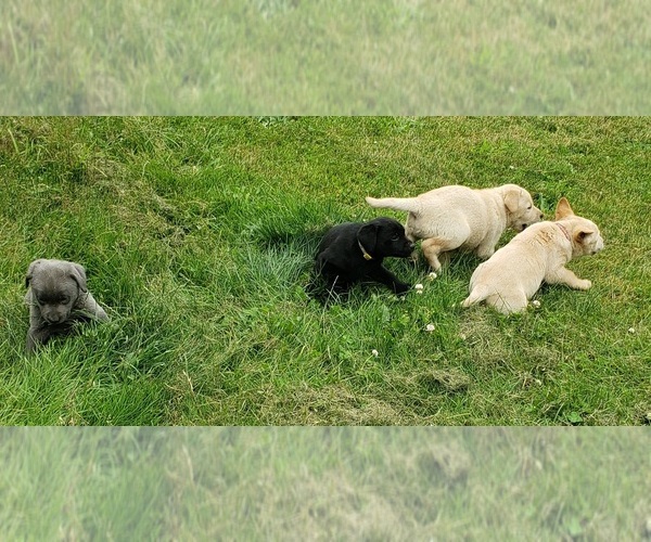 Medium Photo #10 Labrador Retriever Puppy For Sale in OLYMPIA, WA, USA