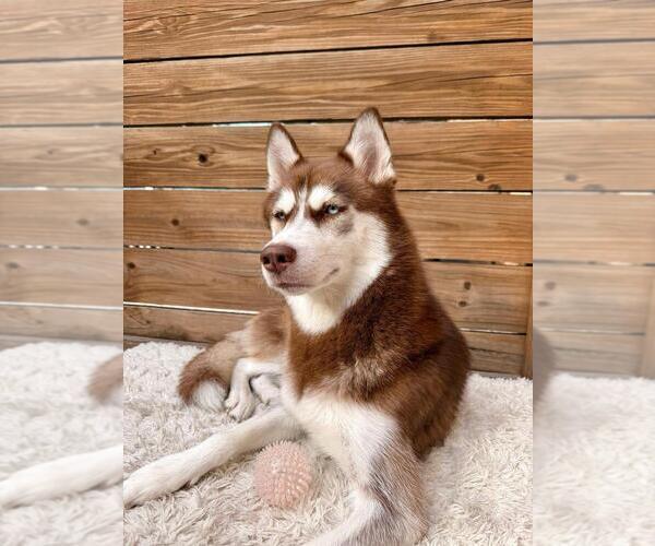 Medium Photo #1 Siberian Husky Puppy For Sale in TAMPA, FL, USA