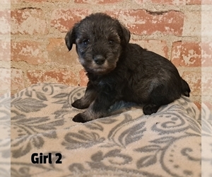 Schnauzer (Miniature) Puppy for sale in LAKEVILLE, OH, USA